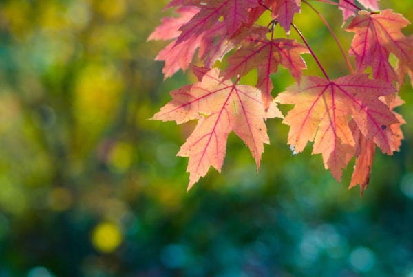 leaves, autumn, blog, press