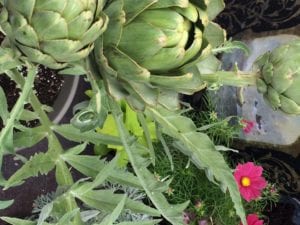 artichoke plant planter nursery