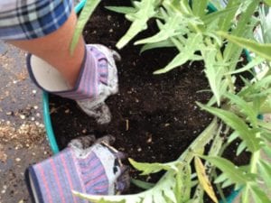 planting soil gloves outdoors