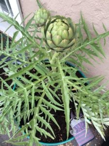gloves artichoke plant potting french
