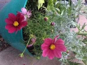cosmos pink flower planter french