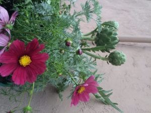 Outdoor desert summer planter french