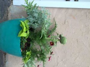 desert plants outdoor planter summer