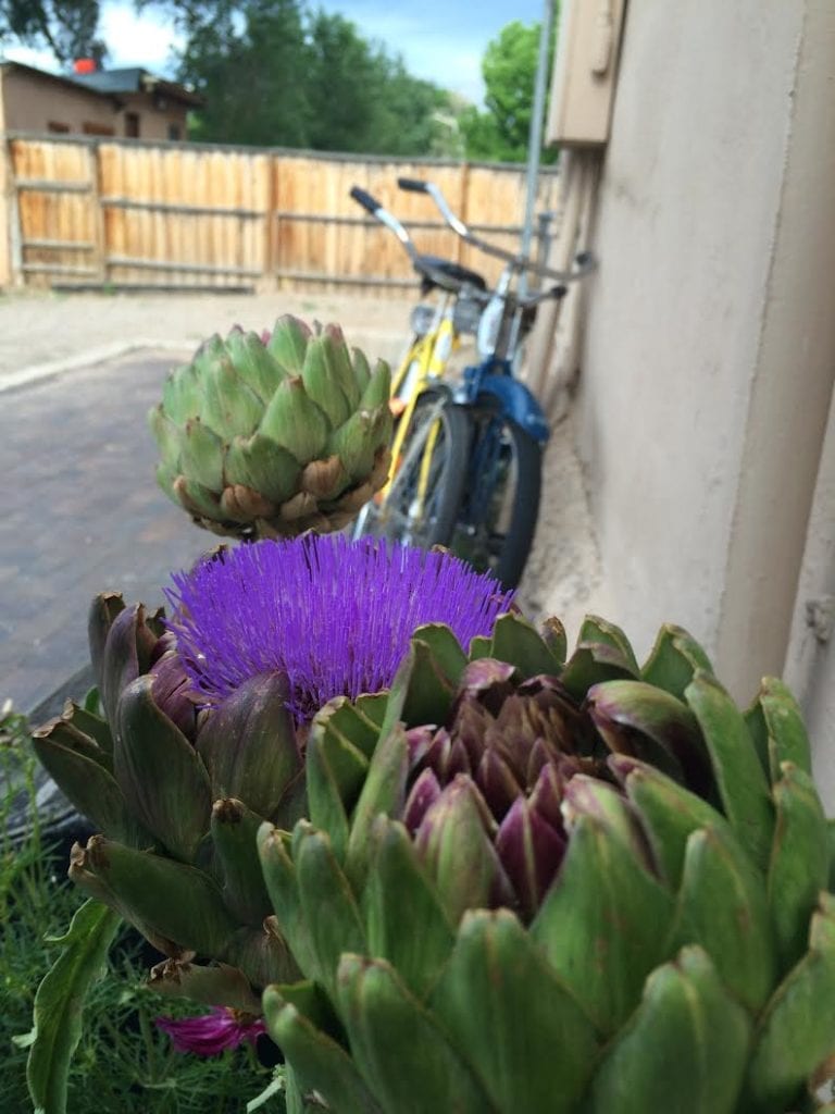 thistle artichoke outdoors french gardening
