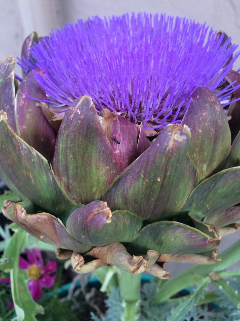 thistle artichoke outdoors french gardening